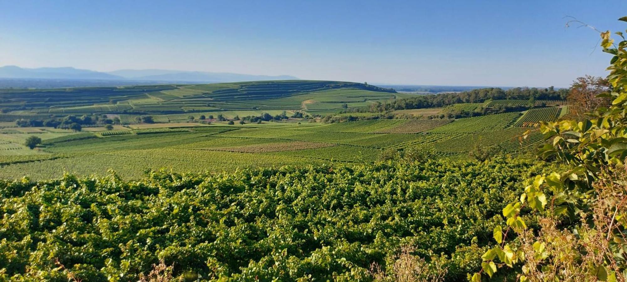 Ferienwohnung Vino9 Vogtsburg Εξωτερικό φωτογραφία