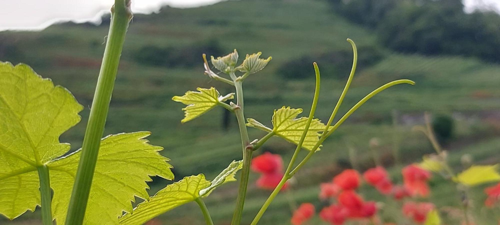 Ferienwohnung Vino9 Vogtsburg Εξωτερικό φωτογραφία